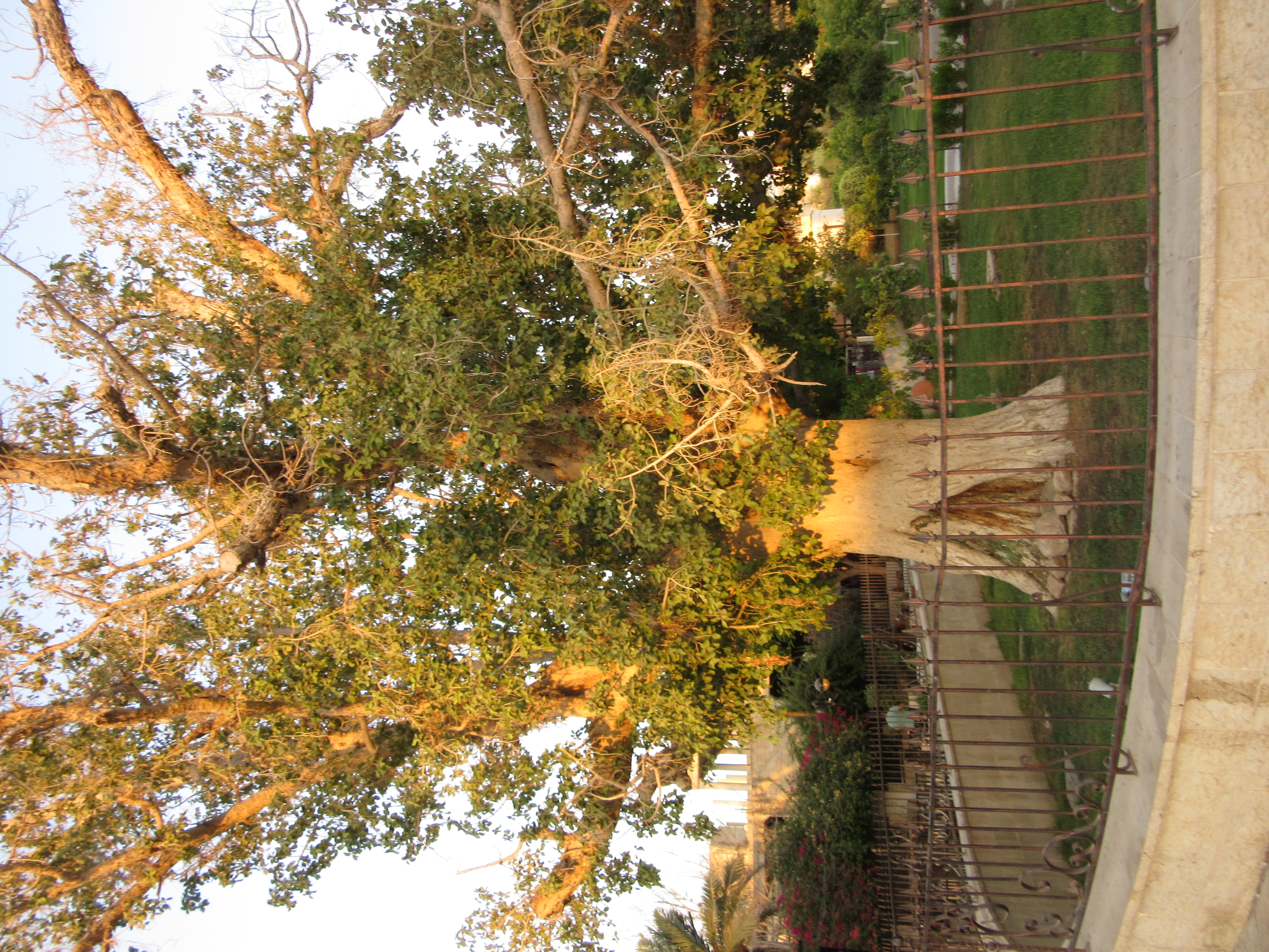 Maulbeerfeigenbaum